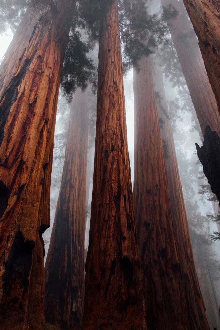 Redwood Forest